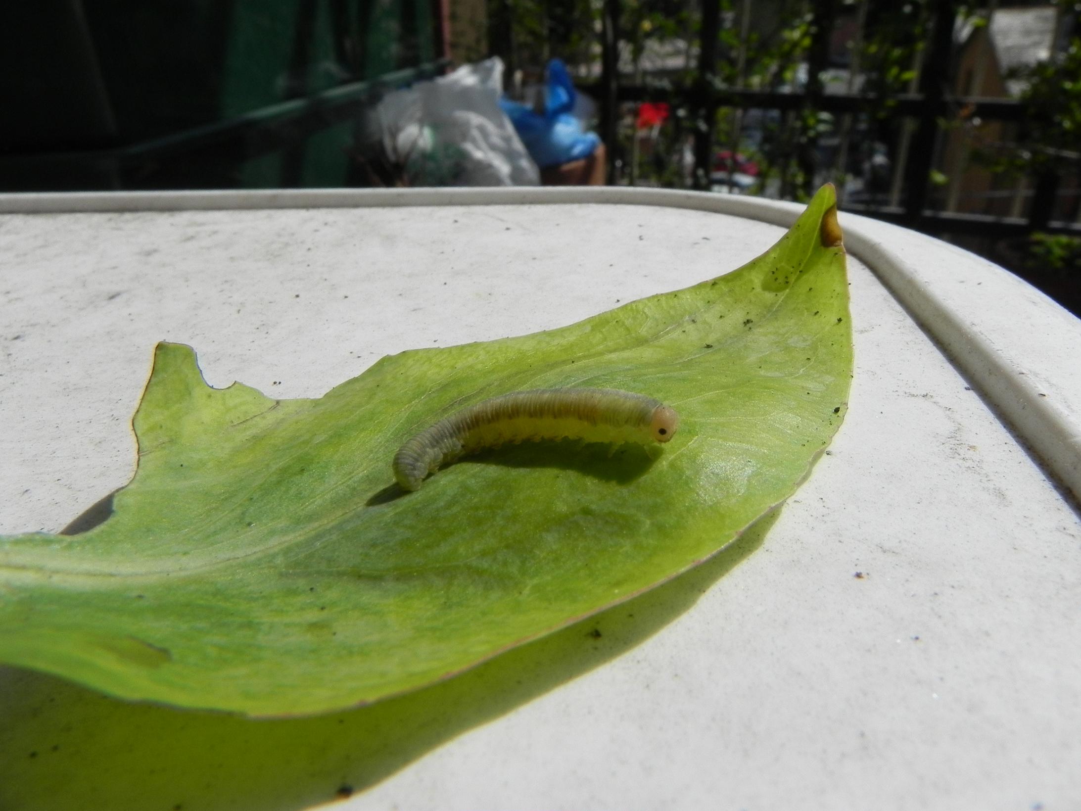 Bruchino!! (Larva di Tenthredinidae)